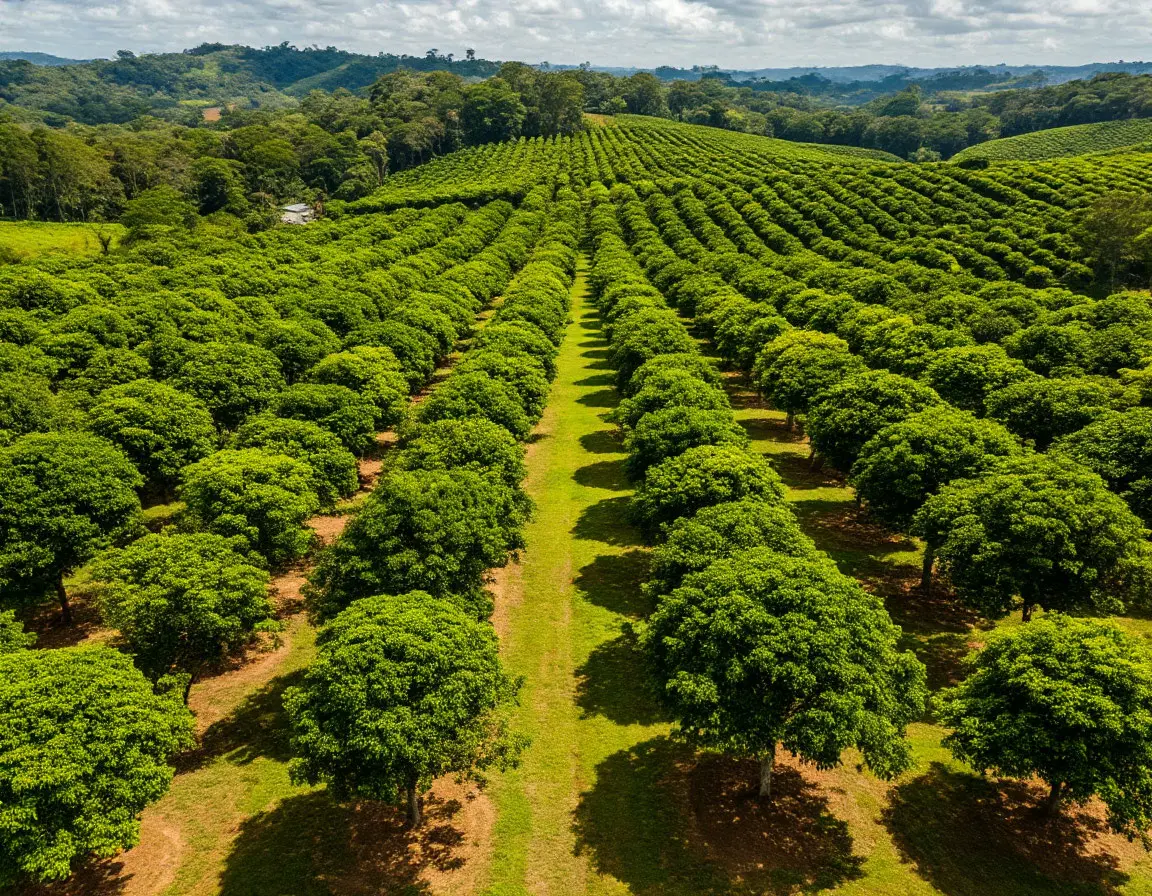 Aerial view of plantation